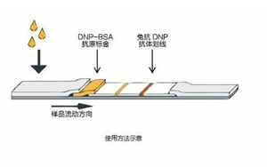 因為獨立，所以強大——優(yōu)質(zhì)的獨立C線質(zhì)控系統(tǒng)DNP抗原抗體