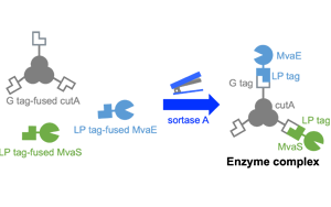 高品質(zhì)分選酶，Seebio? Sortase A，助力ADC研發(fā)，推動前沿生物醫(yī)藥創(chuàng)新