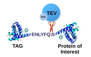 TEV蛋白酶，蛋白標(biāo)簽切除一步到位，生物醫(yī)藥的“黃金剪刀”