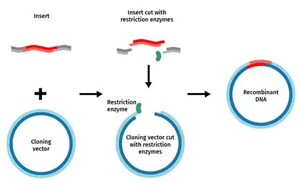 重組工具酶：驅(qū)動生物分析與制藥研發(fā)的關(guān)鍵力量