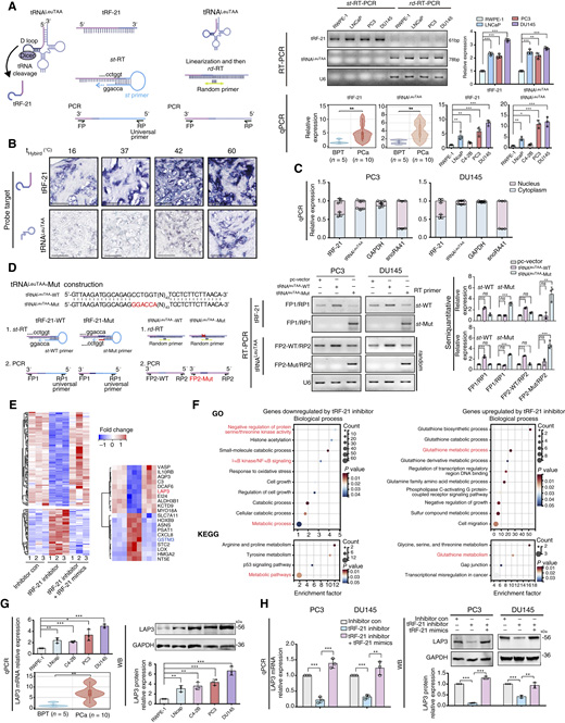 前列腺癌中tRNALeuTAA來源的小RNA tRF-21的鑒定、表征及其靶基因研究