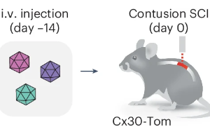 Nature子刊：脊髓損傷后神經(jīng)系統(tǒng)如何啟動修復(fù)機(jī)制？