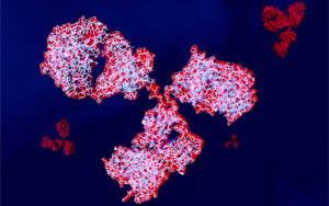 人和動(dòng)物免疫球蛋白IgG