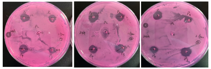 1/500實(shí)驗(yàn)圖片