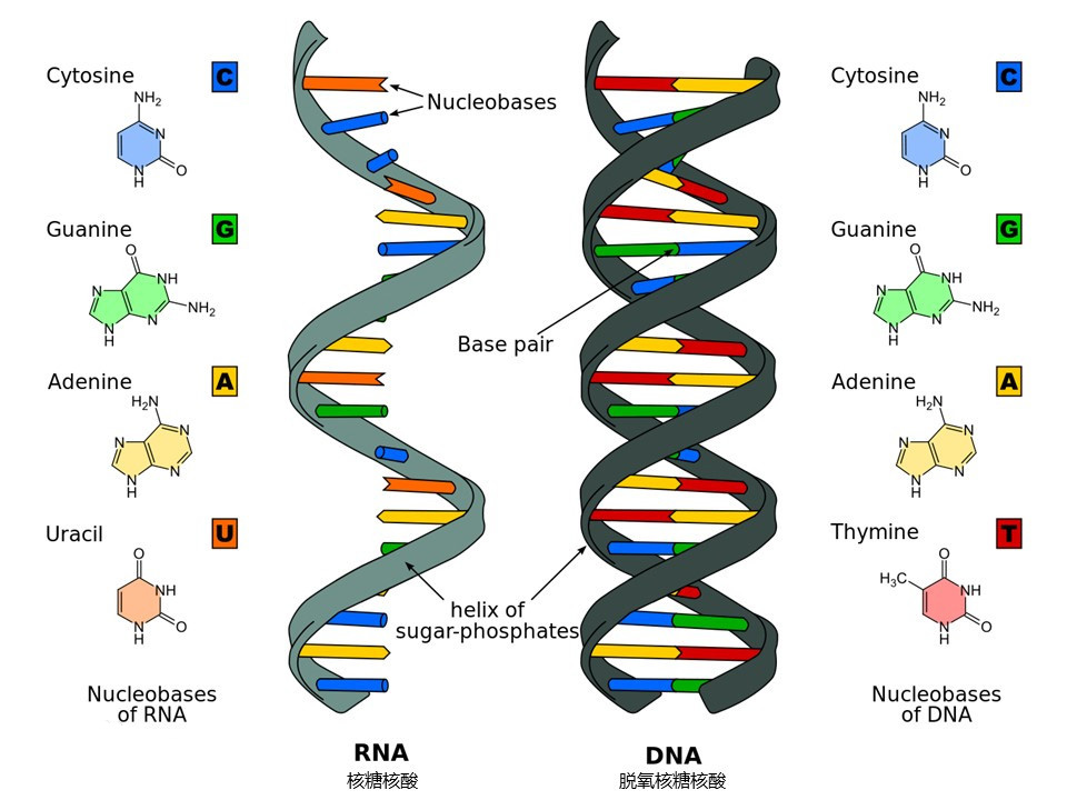 核苷酸種類(lèi)