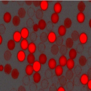 紅色羧基聚苯乙烯微球，粒徑300nm，4%固含量